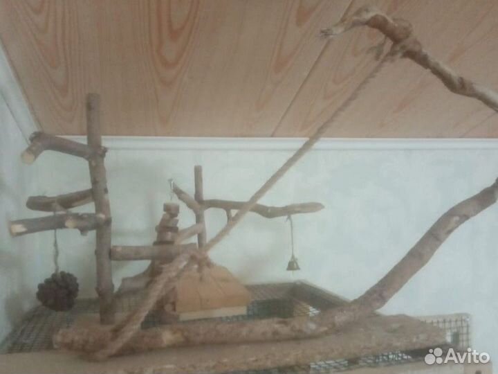 Попугай корелла