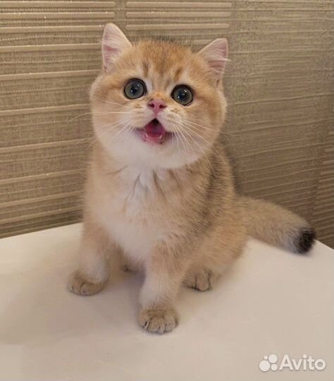 Великолепные золотые малыши британцы