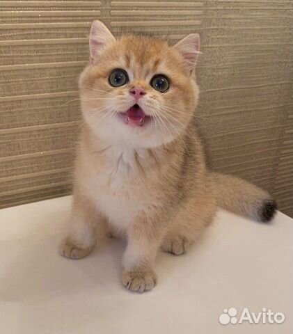 Великолепные золотые малыши британцы