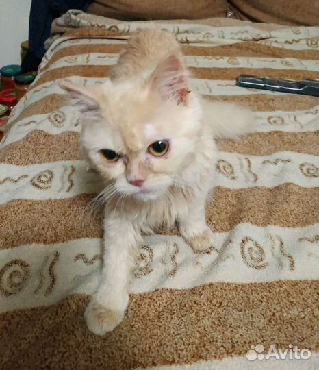 Кошка в дар бесплатно