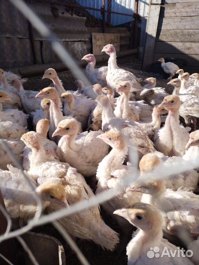 Индюк 30 дней