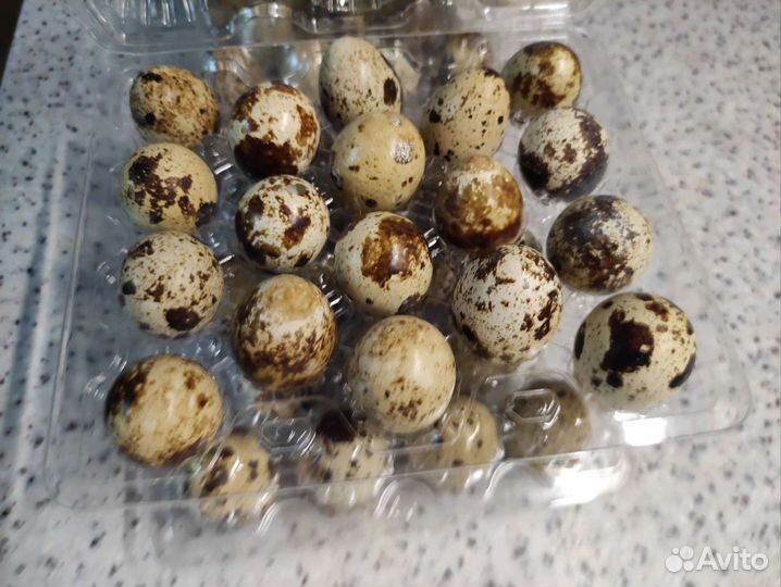 Перепела инкубационное яйцо