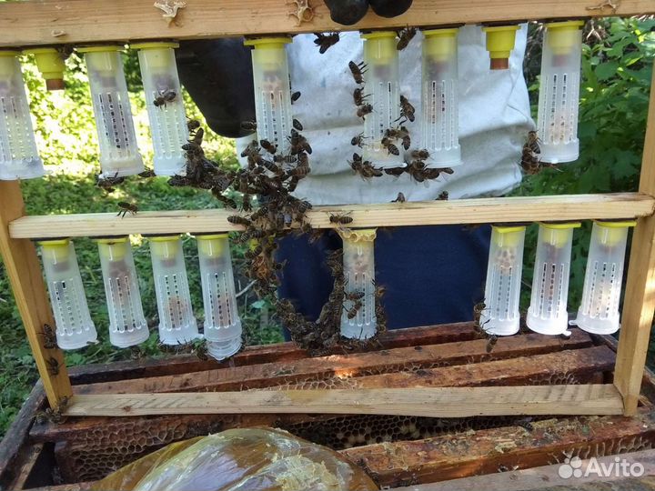 Матки,пчелы