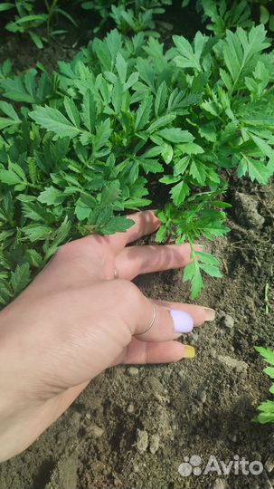 Рассада бархатцы