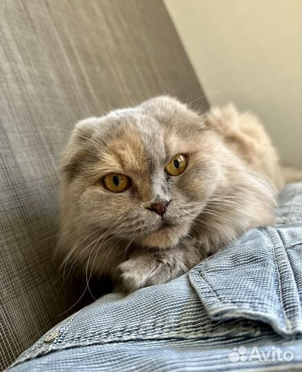 Вязка с шотландским котом прямоухим