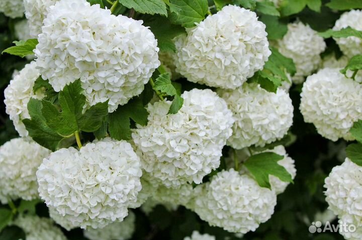 Гортензия,калина бульденеж,чубушник,пузыреплодники