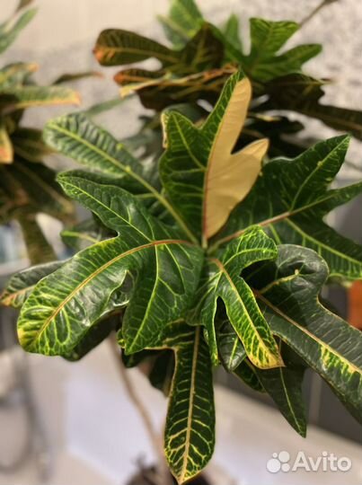 Комнатные растения цветы большие