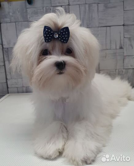 Девочка мальтезе