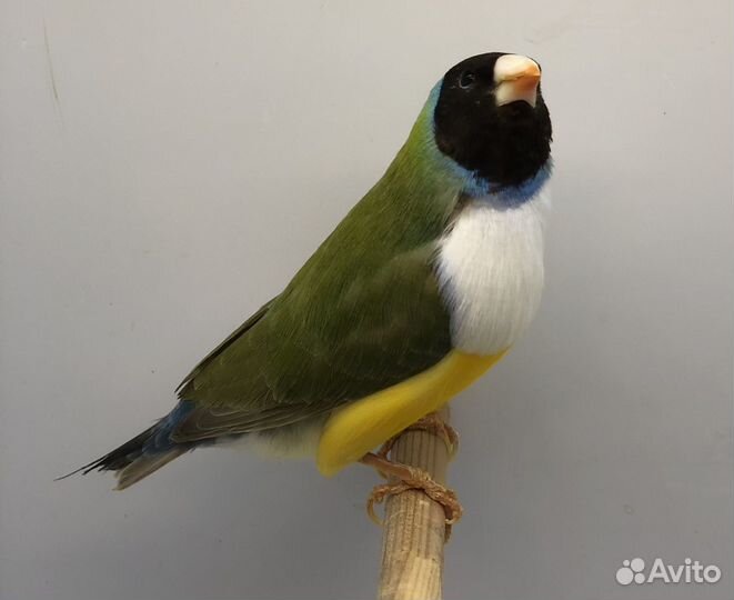 Амадина гульда