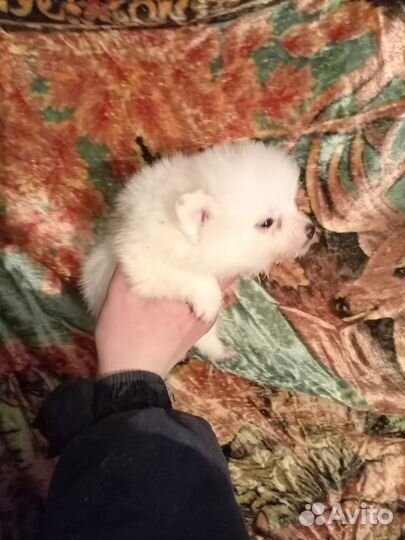 Шпиц