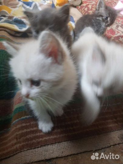 Котята в добрые руки