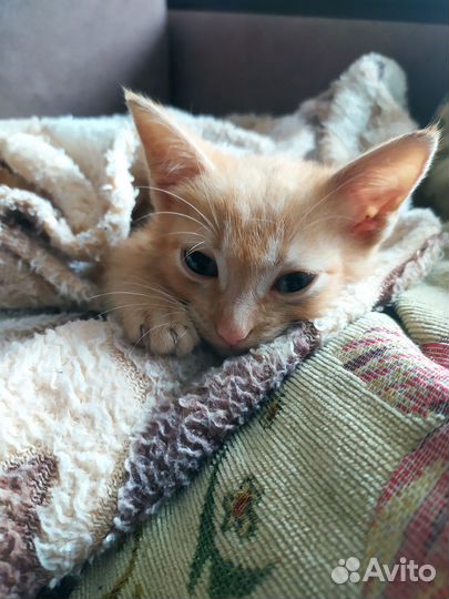 Отдам котенка в добрые руки