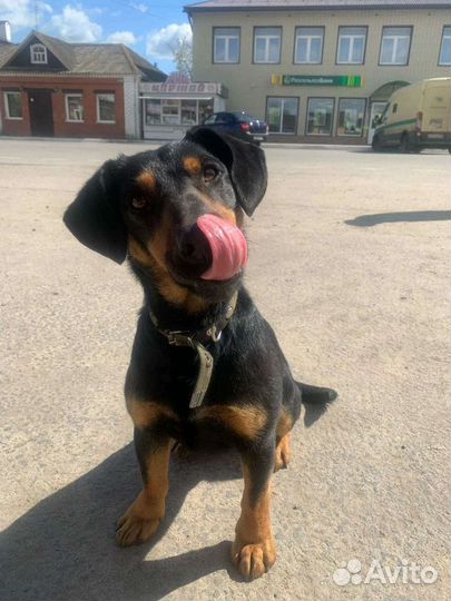 Ягдтерьер,метис,в добрые руки