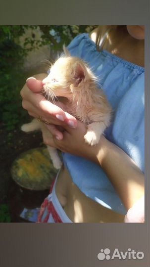 Котёнок Слава в добрые руки