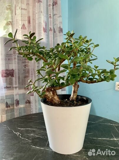 Толстянка под бонсай