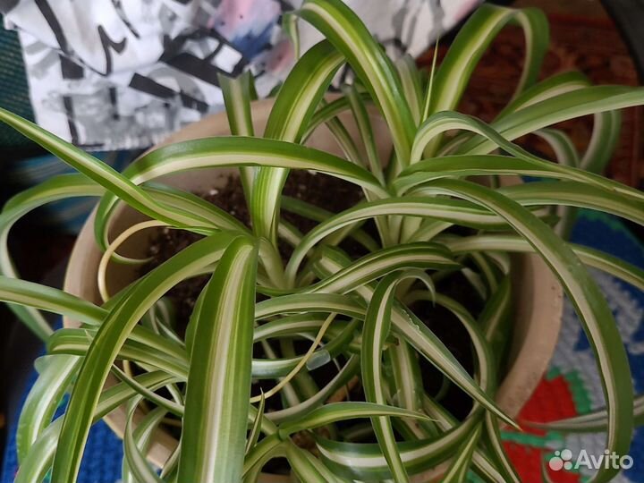 Рассада горького перца и молочай