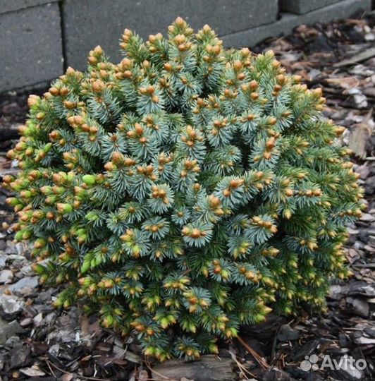 Picea sitchensis Peve Wiesje 15-25см