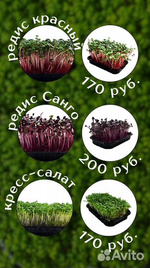 Микрозелень