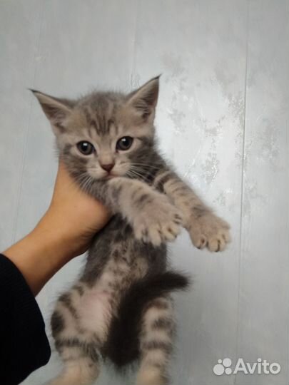 Кошка с котятами