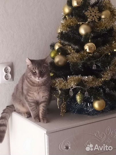 Кот Кис Мурчик, 3 года