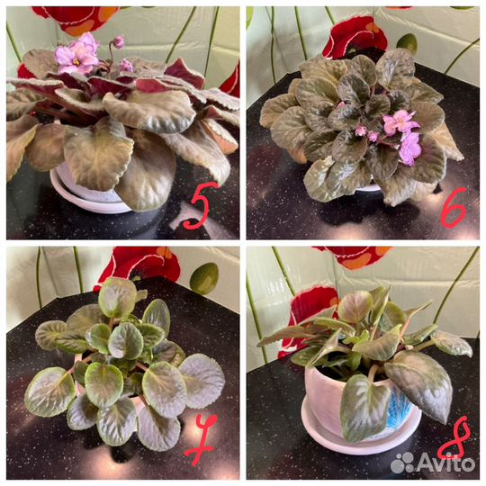 Комнатные цветы фиалки