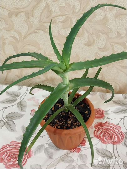 Крассула толстянка денежное дерево,алоэ столетник