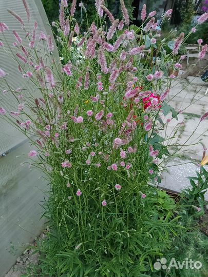 Кровохлебка