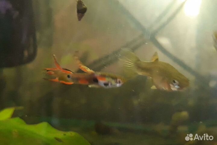 Гуппи Эндлера