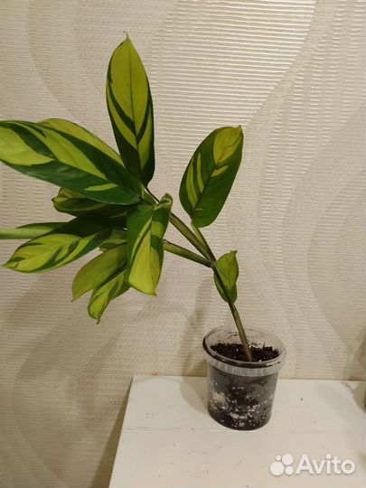 Ктенанта лубберса