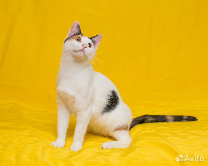 Идеальная Афина ищет свой дом