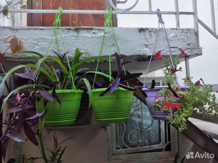 Комнатные растения