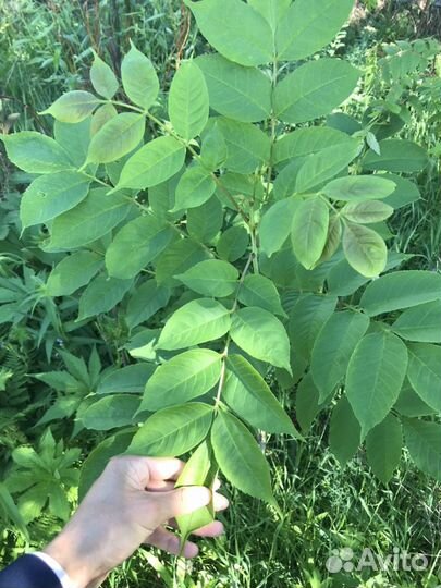 Ясень морозостойкость -45с
