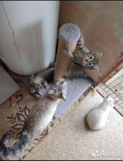 Котята тайской кошки