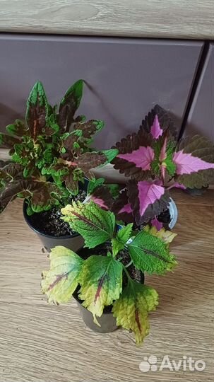 Колеусы, цена за все