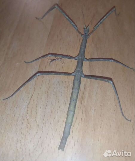 Аннамские палочники