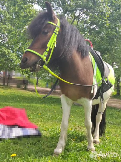 Прогулка, обучение, праздники