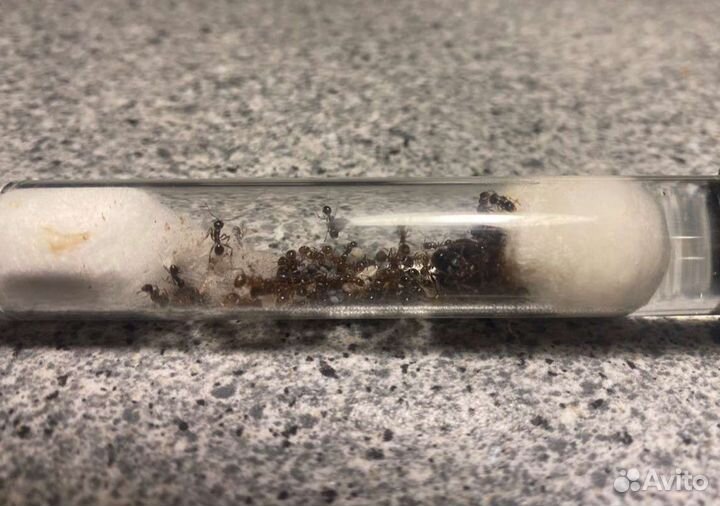 Муравьи Жнецы Messor Structor, Camponotus
