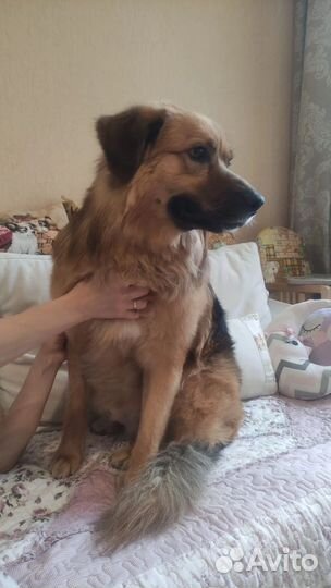 Собаке нужен дом