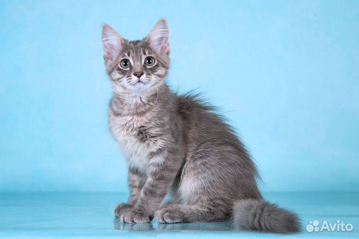 Пушистый котёнок Бархан в добрые руки