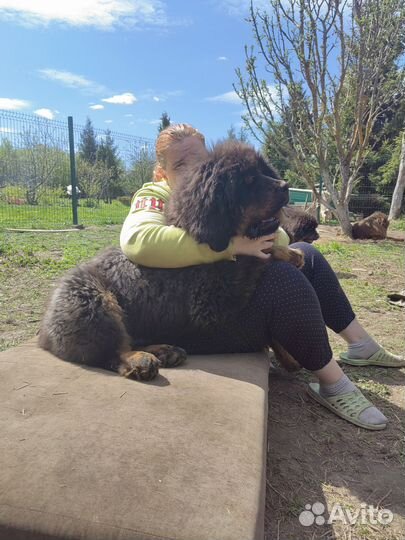 Огромный щенок тибетского мастифа