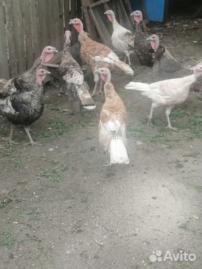 Продам индюков