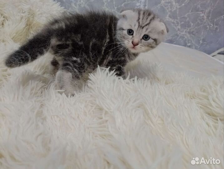 Шотландский вислоухий котенок