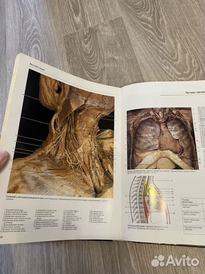 Атлас по анатомии