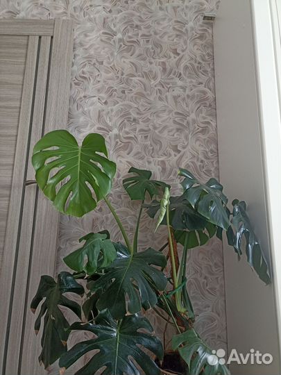 Комнатные цветы