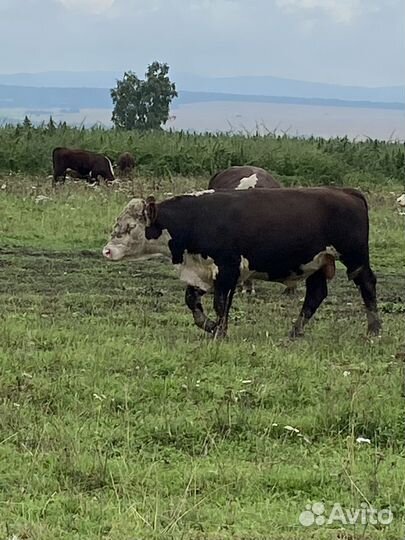 Быки Галифорд