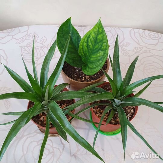 Комнатные растения 300