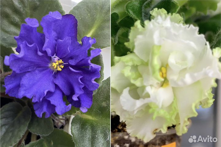 Сортовые фиалки молодые розетки