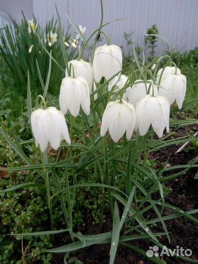 Многолетние садовые цветы