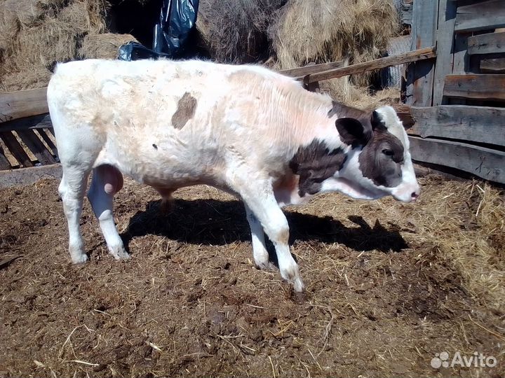 Быки сементал