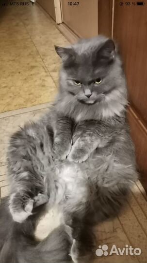 Отель для ваших четвероногих любимцев